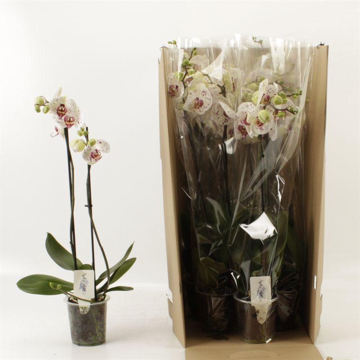 <h4>PHAL CALYPSO</h4>