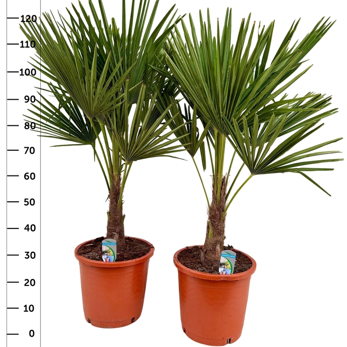 <h4>TRACHYC FORTUNEI</h4>