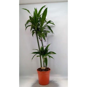 Dracaena frag. 'Janet Craig'