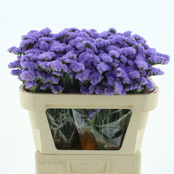 <h4>Limonium St Lavendel Birds X50</h4>