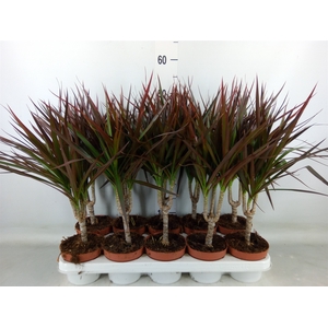 Dracaena marg. 'Magenta'