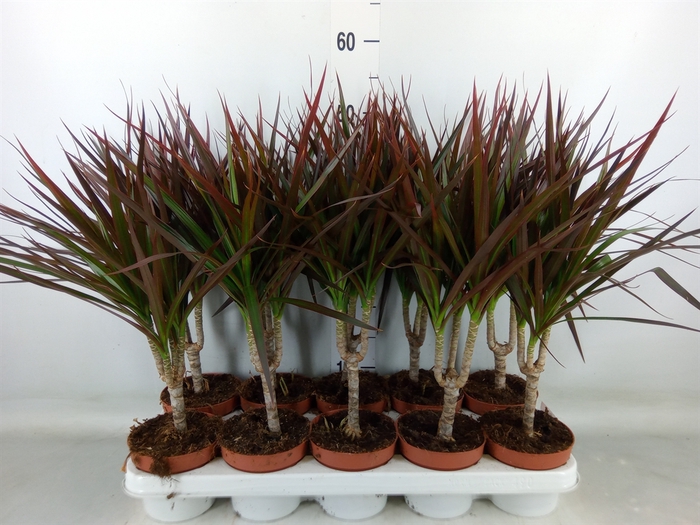 <h4>Dracaena marg. 'Magenta'</h4>