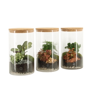 90838: Terrarium arrangement