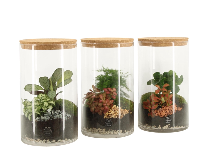 <h4>90838: Terrarium arrangement</h4>