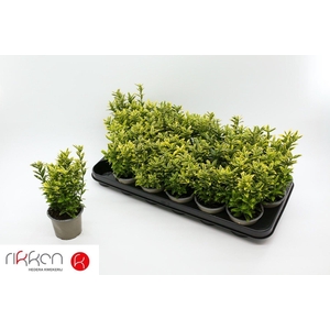 EUONYMUS JA M AUREOV