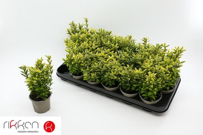 <h4>EUONYMUS JA M AUREOV</h4>