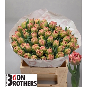 TU DU QUIN TRUSTFULL