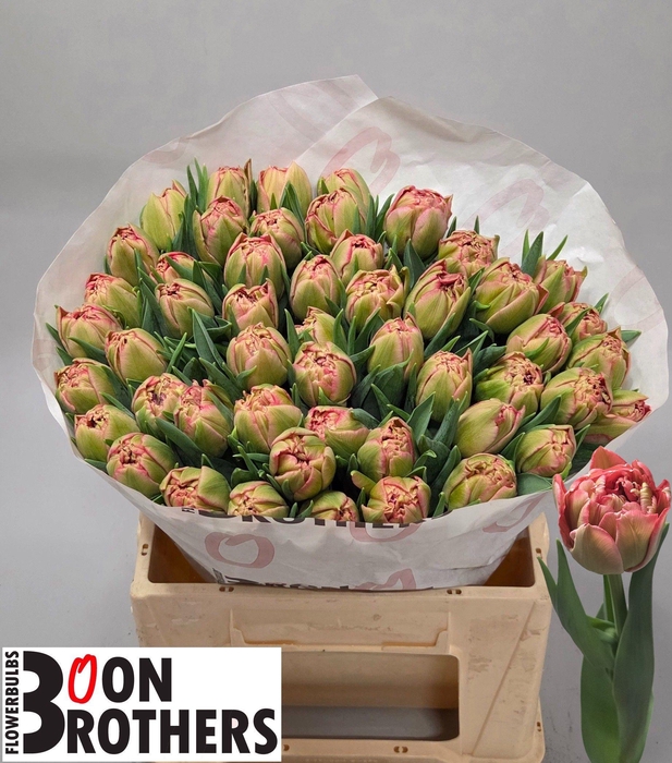 <h4>TU DU QUIN TRUSTFULL</h4>