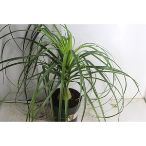 BEAUCARNEA P17