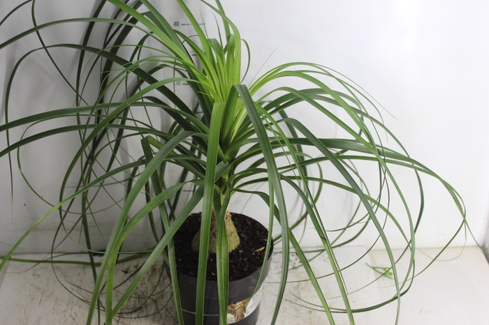 <h4>BEAUCARNEA P17</h4>