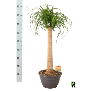 BEAUCARNEA RECUR