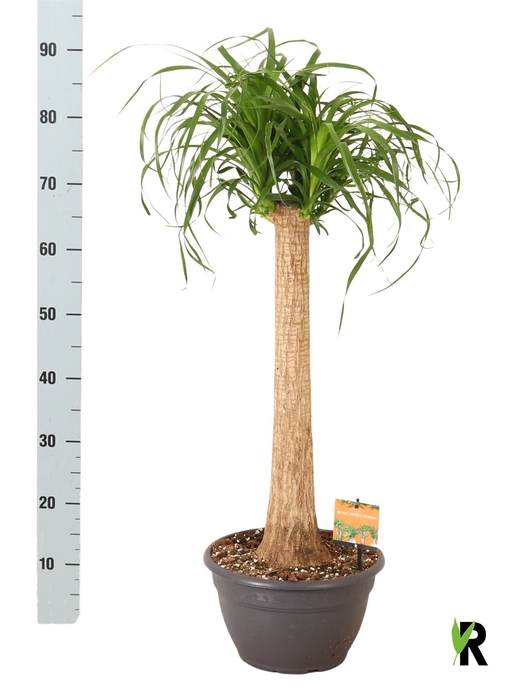 <h4>BEAUCARNEA RECUR</h4>