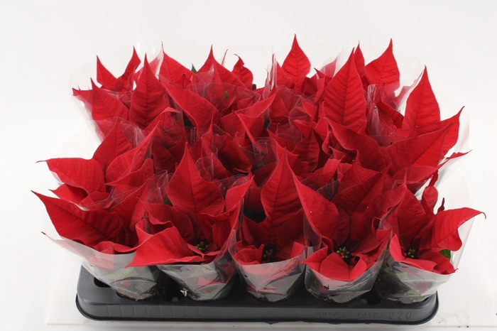 <h4>EUPHOR P CHR F RED</h4>