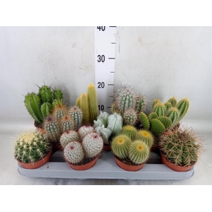 Cactus   ...mix