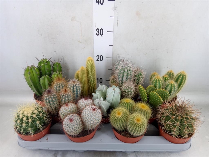 <h4>Cactus   ...mix</h4>