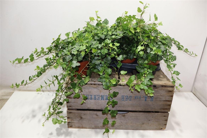 <h4>Hed He Wonder</h4>