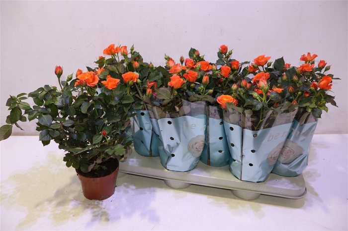 <h4>arr8 Ro Orange Jewel</h4>