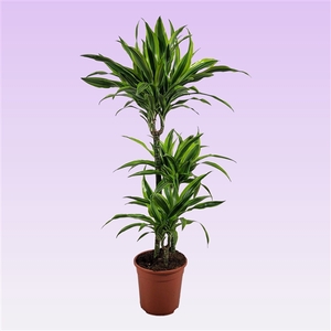 Dracaena Lemon lime 60-30-15 105cm