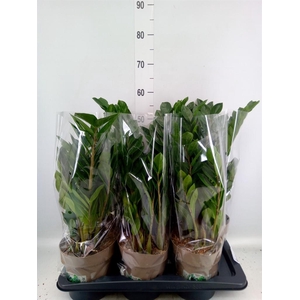 Zamioculcas zamiifolia