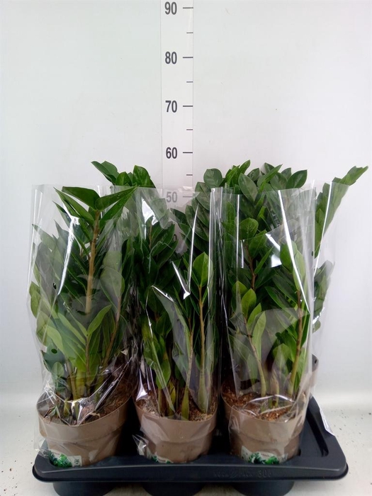 <h4>Zamioculcas zamiifolia</h4>