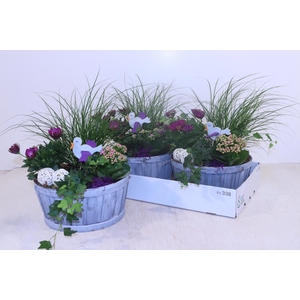ARR TUINPLANTEN