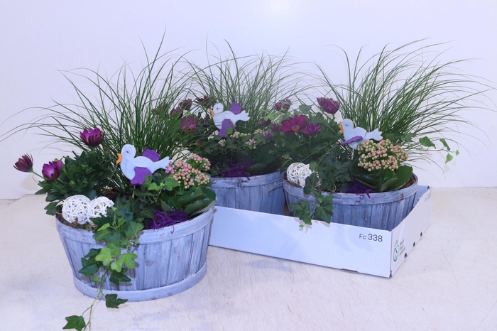 <h4>ARR TUINPLANTEN</h4>