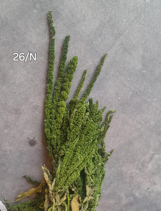 <h4>GESTABILISEERD AMARANTHUS (H) OLIJFGROEN</h4>