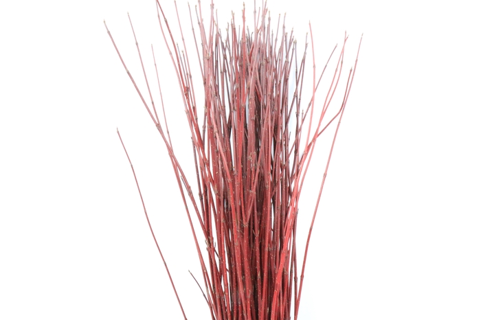 <h4>Cornus Red (Per Stem)</h4>