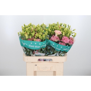 Eus G Alissa Champag