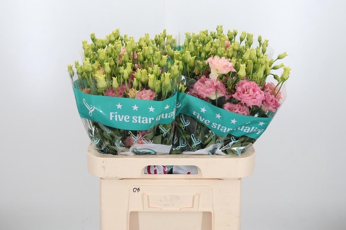 <h4>Eus G Alissa Champag</h4>