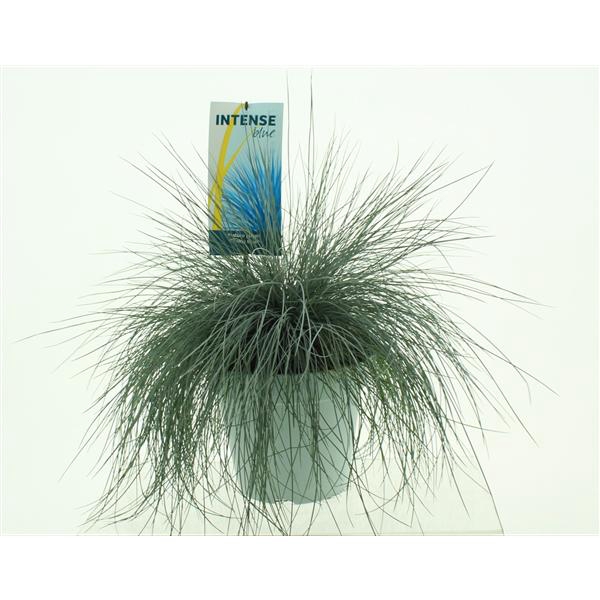 Festuca glauca Intense Blue®