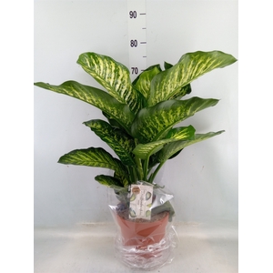 Dieffenbachia seg. 'Maroba'