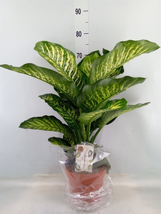 <h4>Dieffenbachia seg. 'Maroba'</h4>