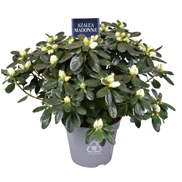 <h4>Azalea 'Madonna' wit pot 14</h4>