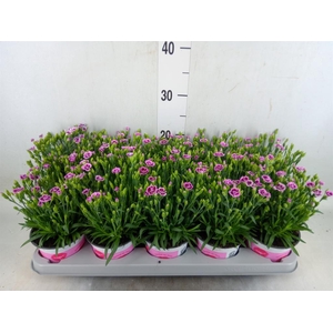 Dianthus  'Pink Kisses'