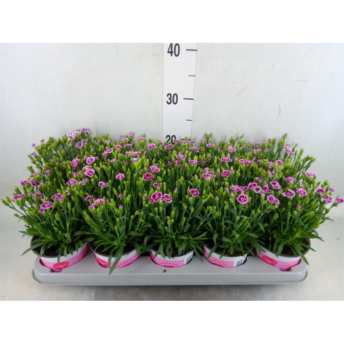 <h4>Dianthus  'Pink Kisses'</h4>