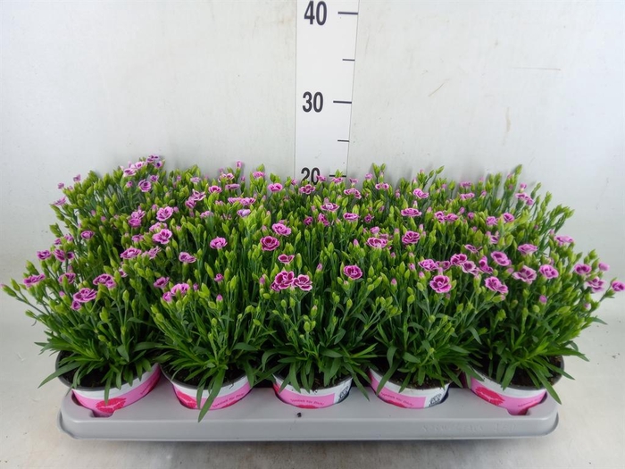 <h4>Dianthus  'Pink Kisses'</h4>