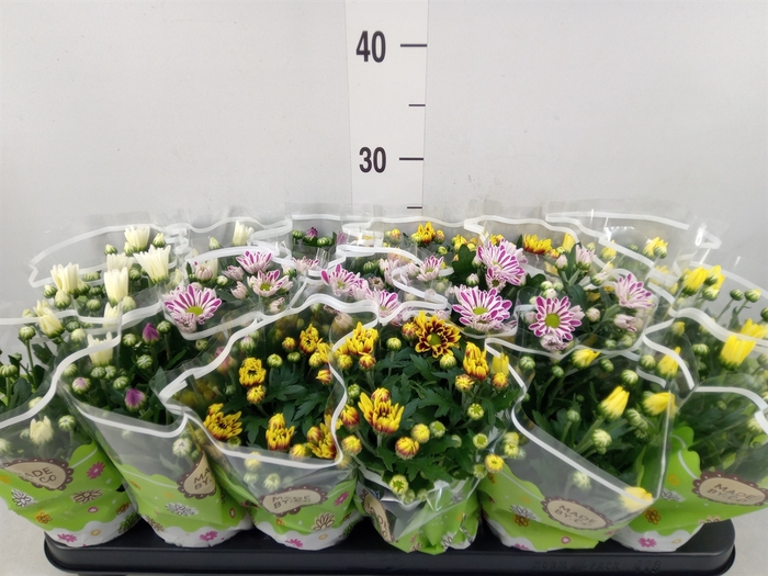 <h4>Chrysanthemum   ..mix 5</h4>