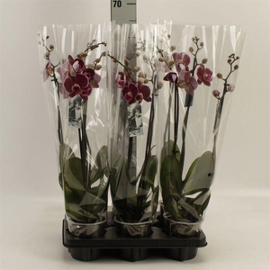 Phalaenopsis  'Ant Montpellier'