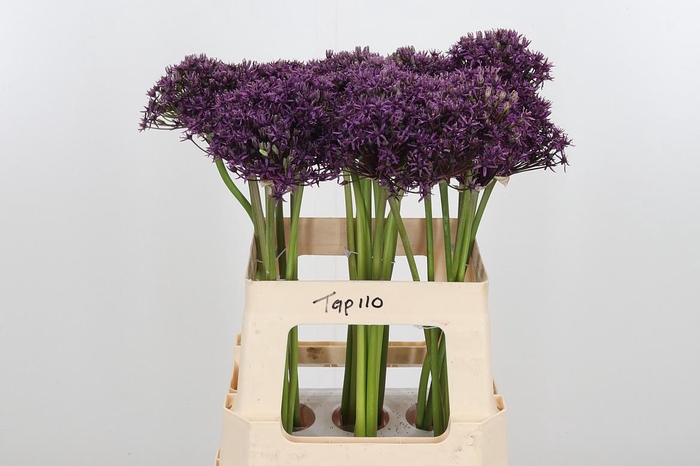 <h4>Allium Miami</h4>