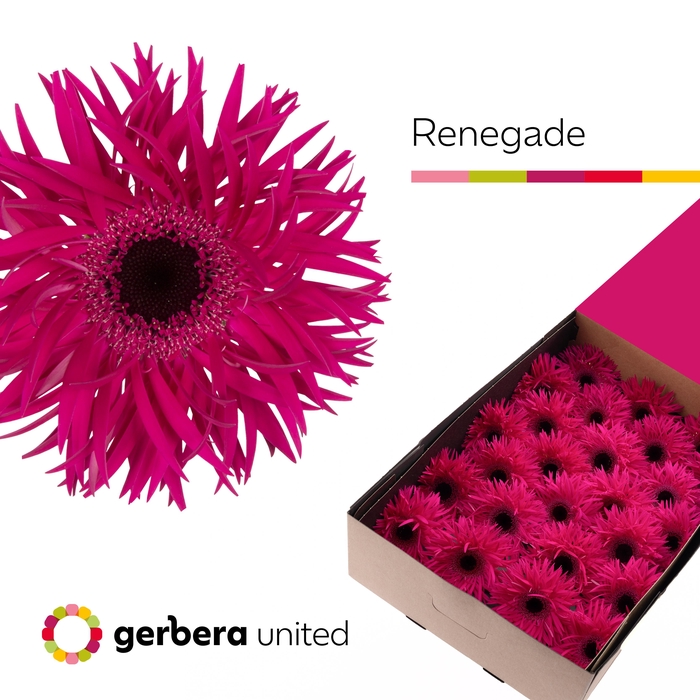 <h4>Gerbera Spider Renegade Doos</h4>