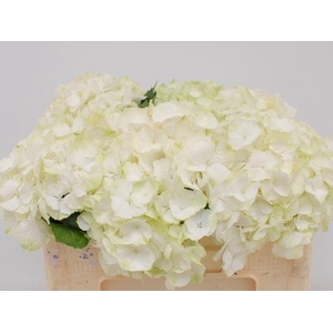 HORT WHITE VERENA
