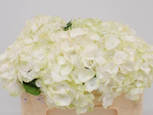 <h4>HORT WHITE VERENA</h4>