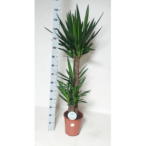 YUCCA