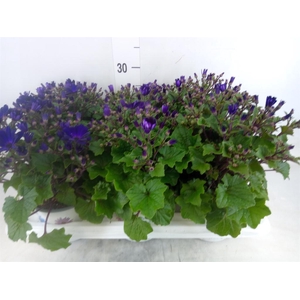 Pericallis cr. 'Senetti Blue Deep'