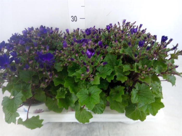 <h4>Pericallis cr. 'Senetti Blue Deep'</h4>