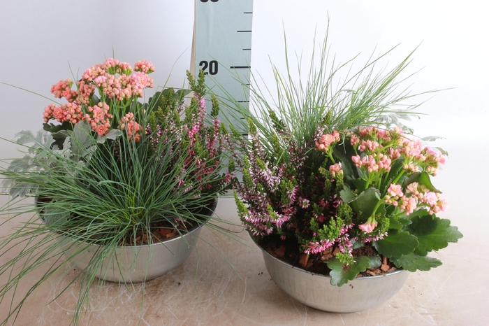 <h4>ARR TUINPLANTEN</h4>