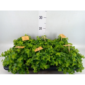 Peperomia rotundifolia