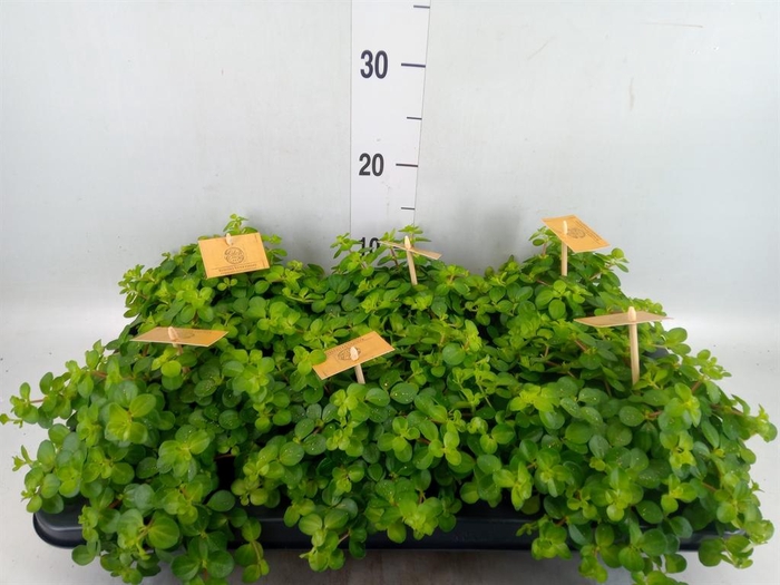 <h4>Peperomia rotundifolia</h4>
