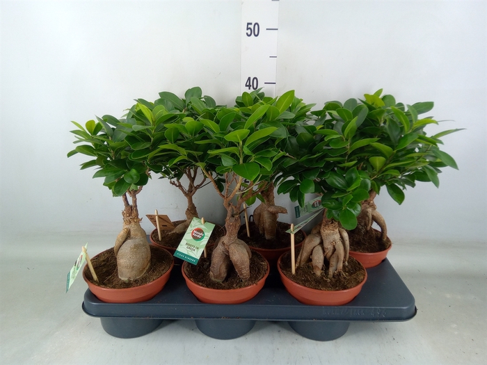 <h4>Ficus microcarpa 'Ginseng'</h4>